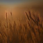 product-grid-agricultural