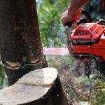 chainsaw-biodegradable-product