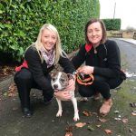 Spud-Sheffield-Dog-Rescue-1