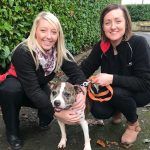 sheffield-dog-rescue-small