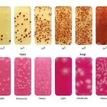 Dipslide Sample Results After Incubation